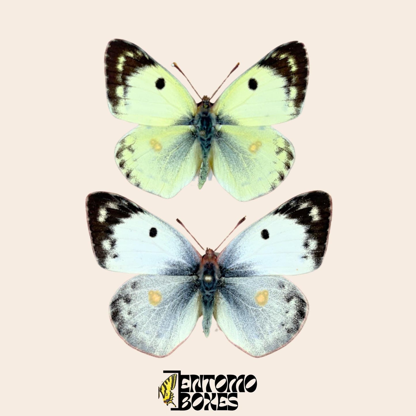 colias hyale pair on pin (etsy image id: 8003745641)