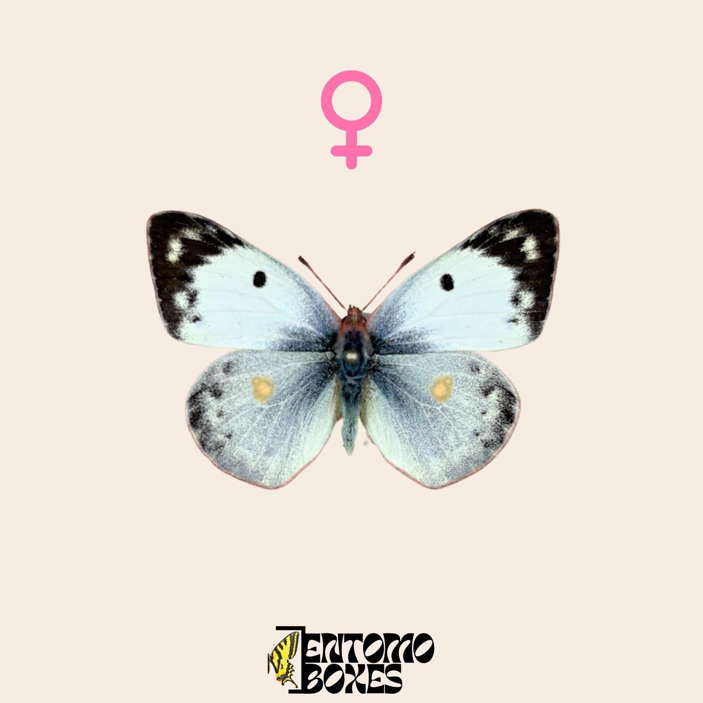 pinned colias hyale female (etsy image id: 8003745733)