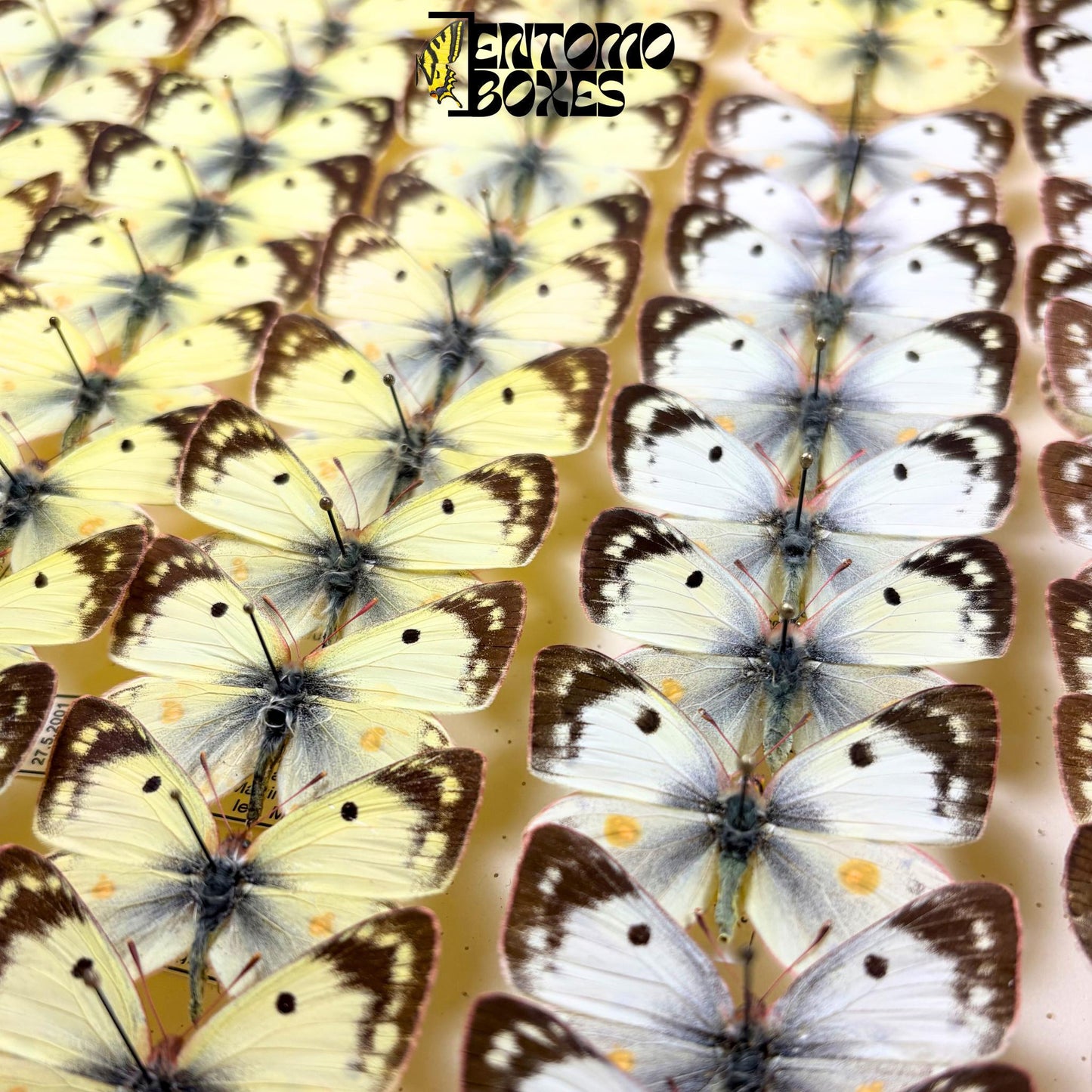 collection of colias hyale specimens (etsy image id: 8003745775)