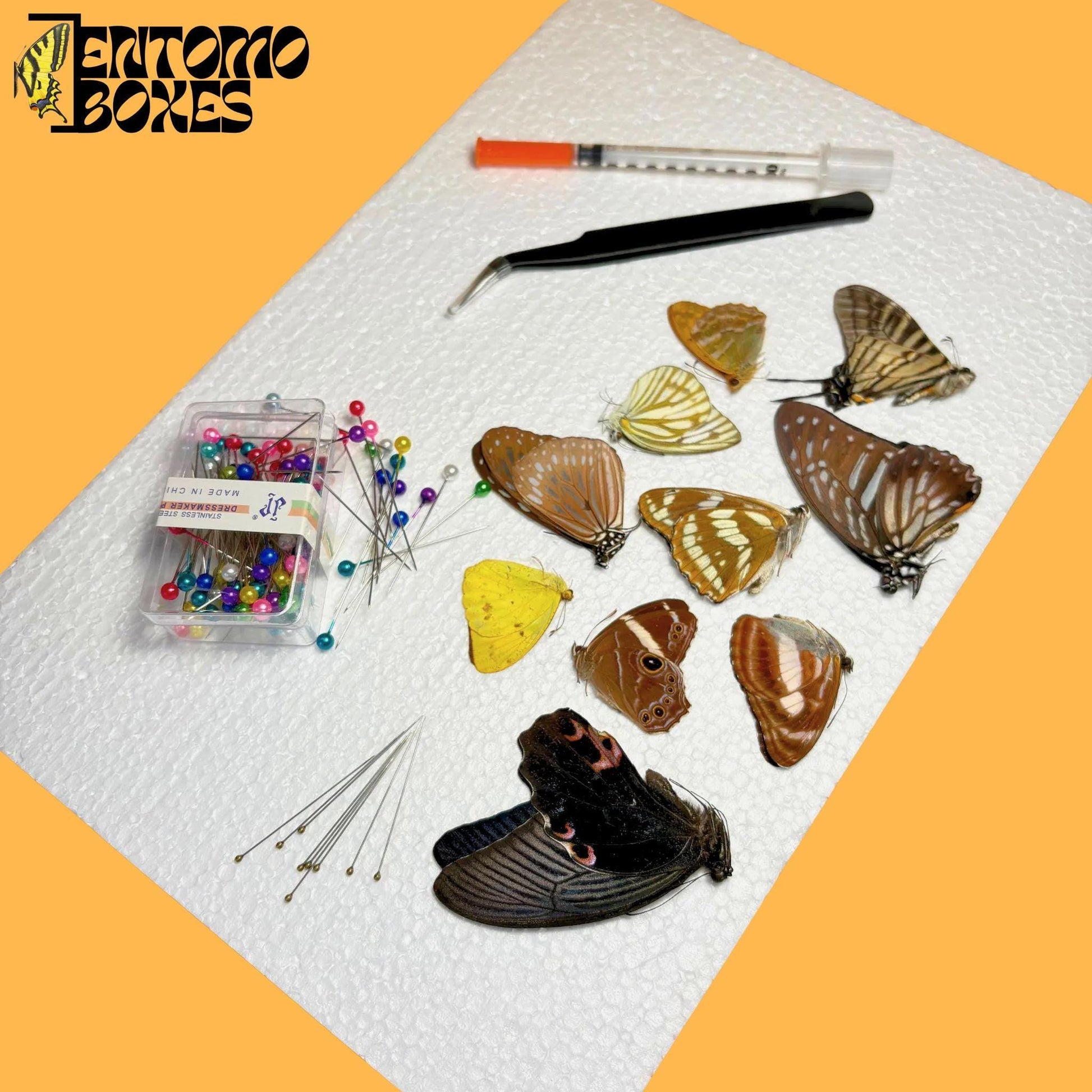 kit for pinning butterflies for photography (etsy image id: 8005370687)