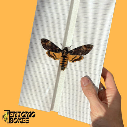 hawkmoth pinning board with grid sticker (etsy image id: 8008512122)