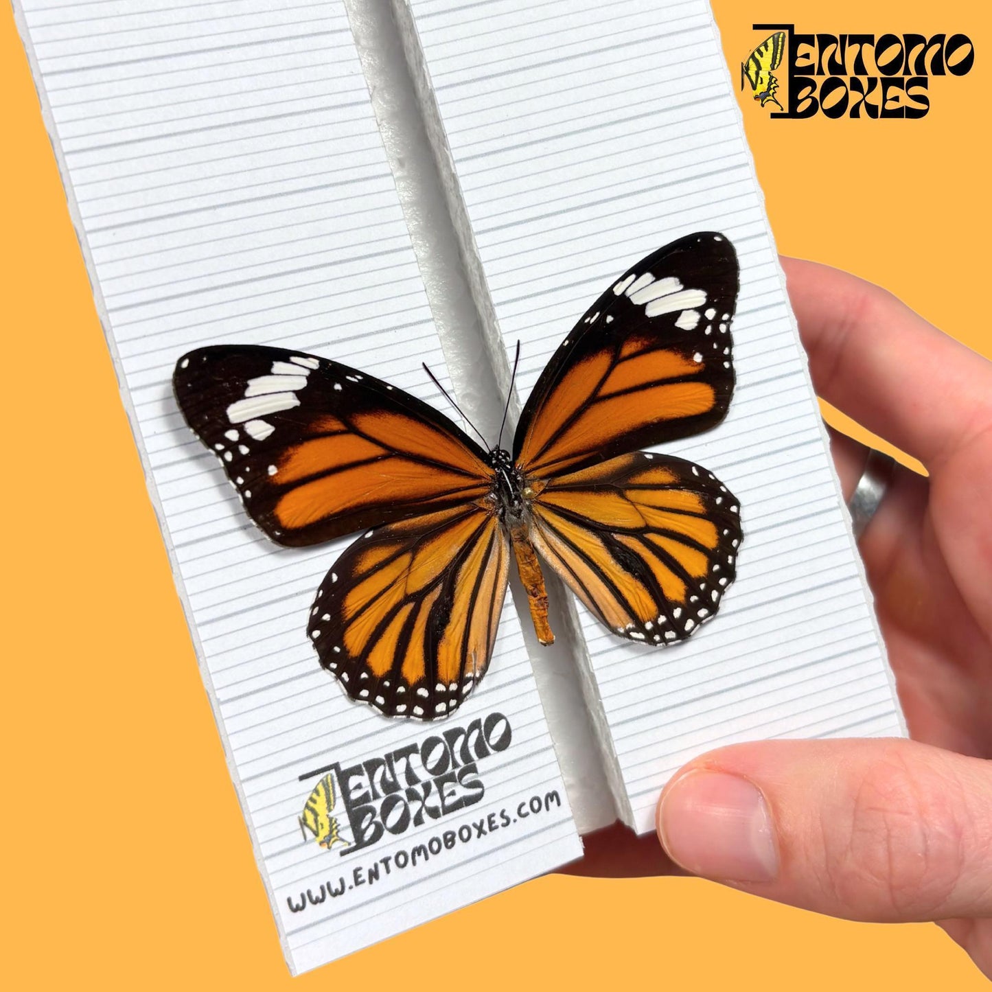 danaus butterfly on entomoboxes butterfly pinning board (etsy image id: 8008512770)