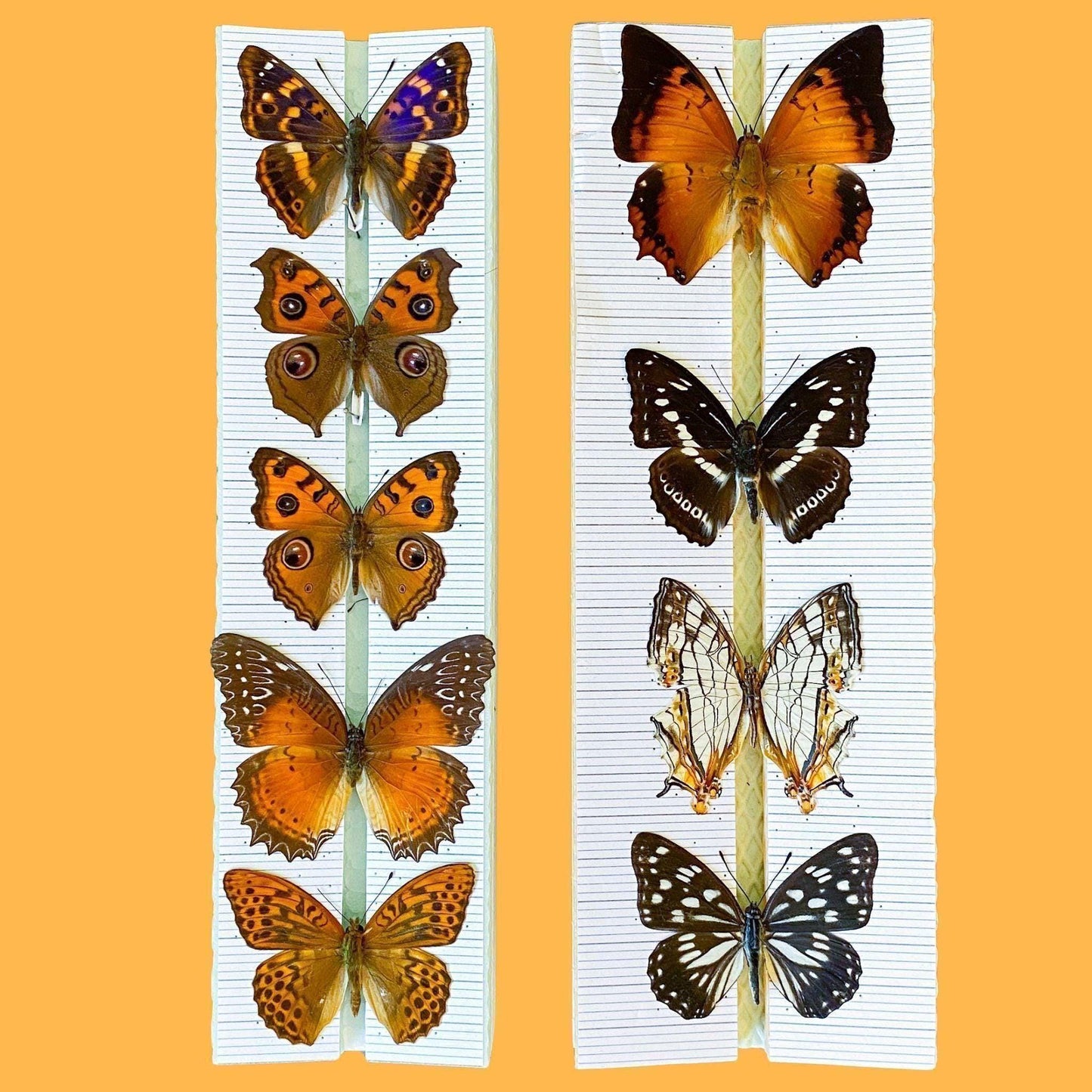 tropisch Schmetterlinge auf EntomoBoxes Spannbretter