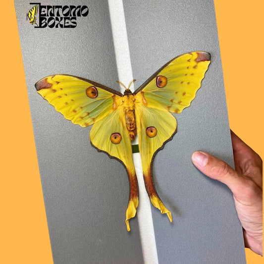 agrema mittrei female moth on entomoboxes pinning board (etsy image id: 8013275753)
