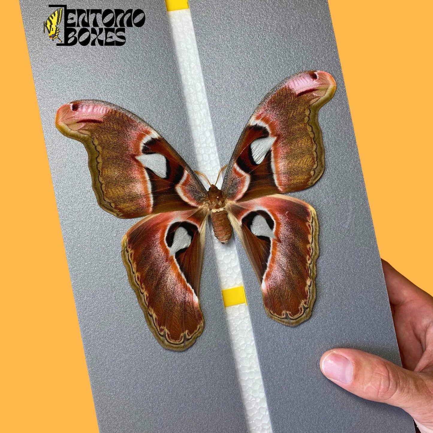 Attacus lorquini female on pinning board from entomoboxes (etsy image id: 8013275927)