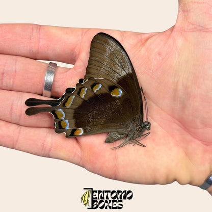 papilio ulysses dry papered specimen on hand (etsy image id: 8014215092)