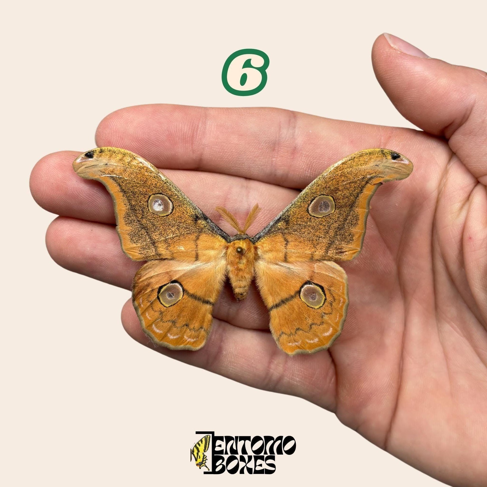 Defected budget Falter und Schmetterling Exemplare für Kunst, Sammlung, Taxidermie und Entomologie