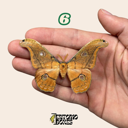 Defected budget Falter und Schmetterling Exemplare für Kunst, Sammlung, Taxidermie und Entomologie