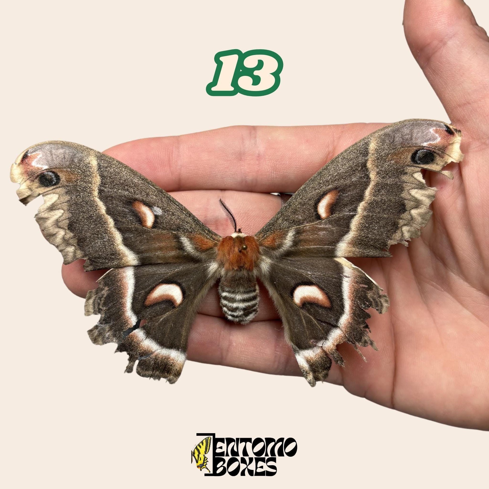 große Seidenspinner No.13 in der Hand gehalten, nachhaltig bezogen Pick-Your-Own Exemplar von EntomoBoxes