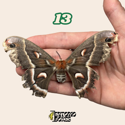 große Seidenspinner No.13 in der Hand gehalten, nachhaltig bezogen Pick-Your-Own Exemplar von EntomoBoxes