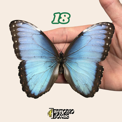B-Qualität Blau Morpho Schmetterling No.18 in der Hand gehalten, pale Blau Flügel, Pick-Your-Own nachhaltig bezogenes Exemplar