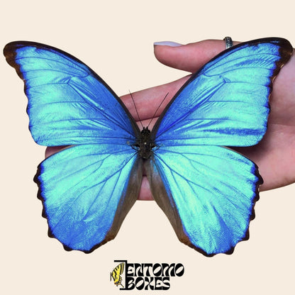 Morpho didius gespannt Männchen Schmetterling