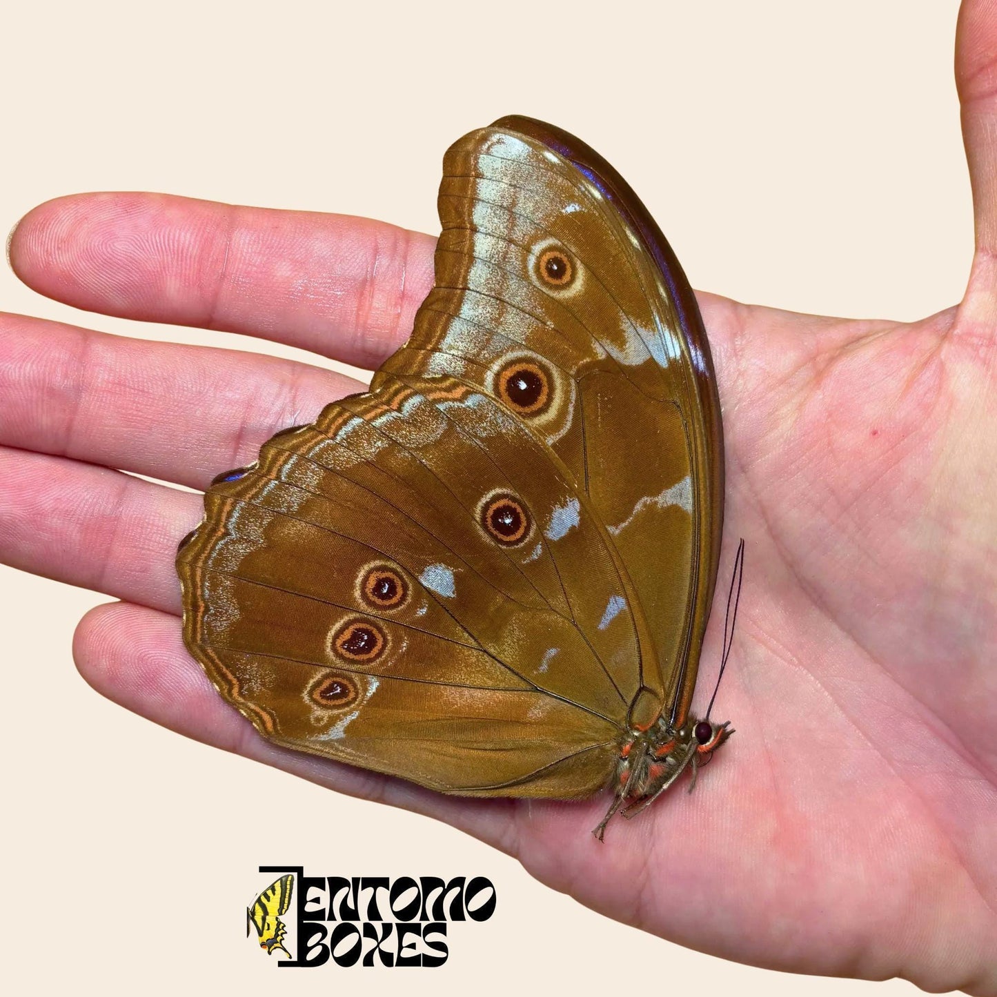 morpho didius mit geschlossenen Flügeln