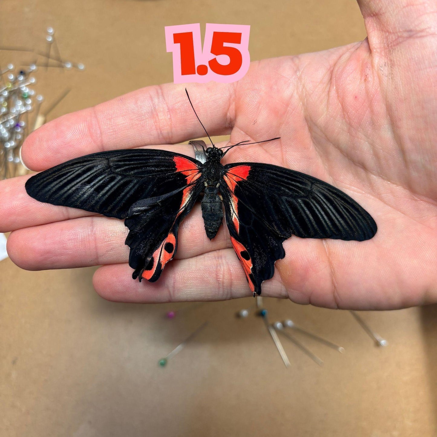 papilio rumanzovia female (etsy image id: 8024304149)
