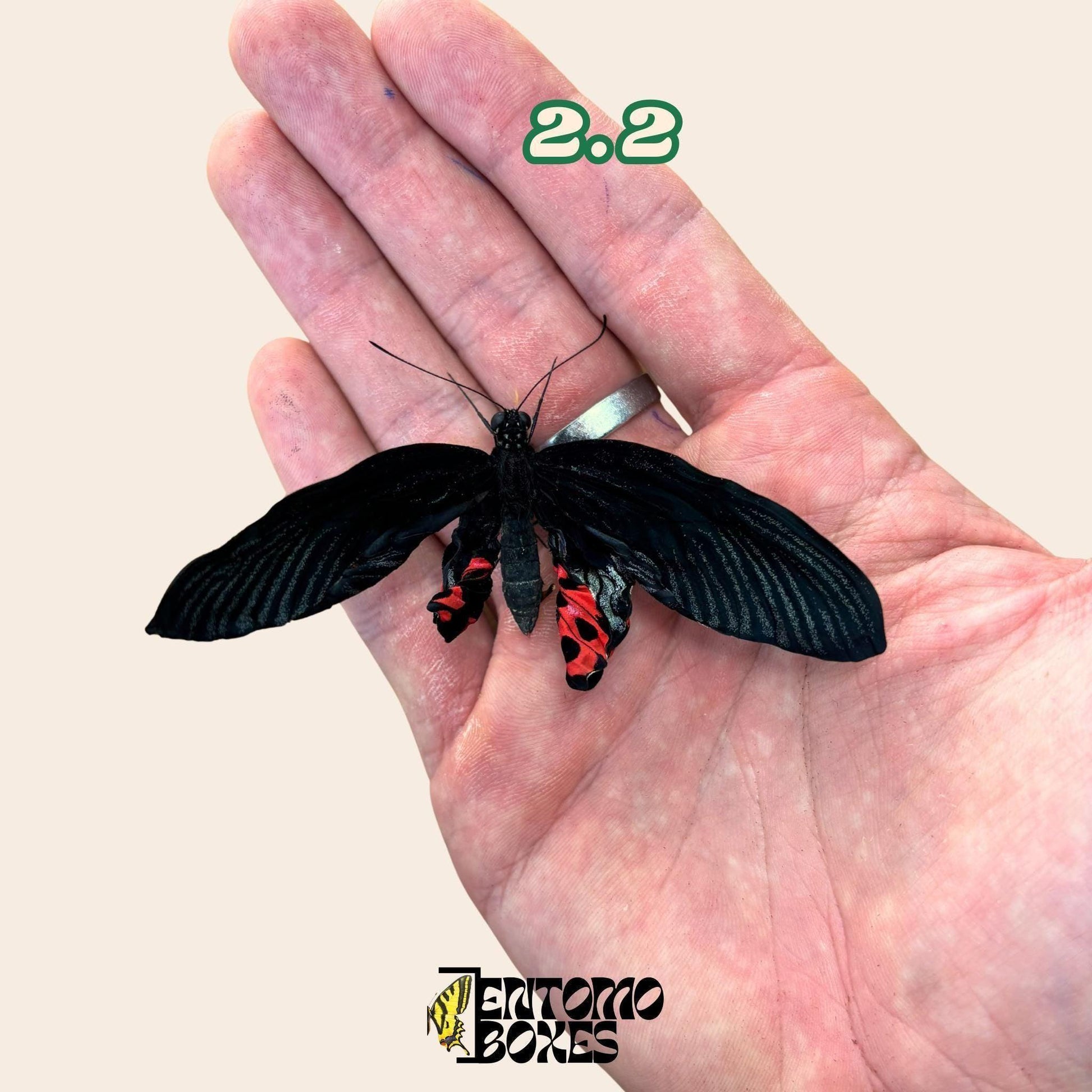 Real butterfly Papilio rumanzovia: unmounted A1 quality red specimen for collection and taxidermy (etsy image id: 8024304225)