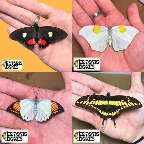 tropisch Schmetterlinge mit geöffneten Flügeln