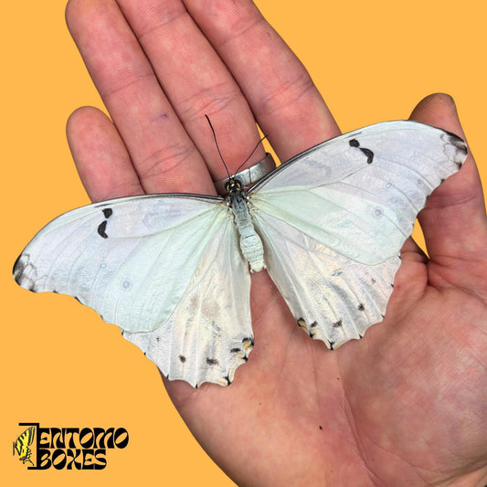 Real Butterfly White Morpho (Morpho polyphemus) Unmounted specimen for Entomology Collection (etsy image id: 8024304839)