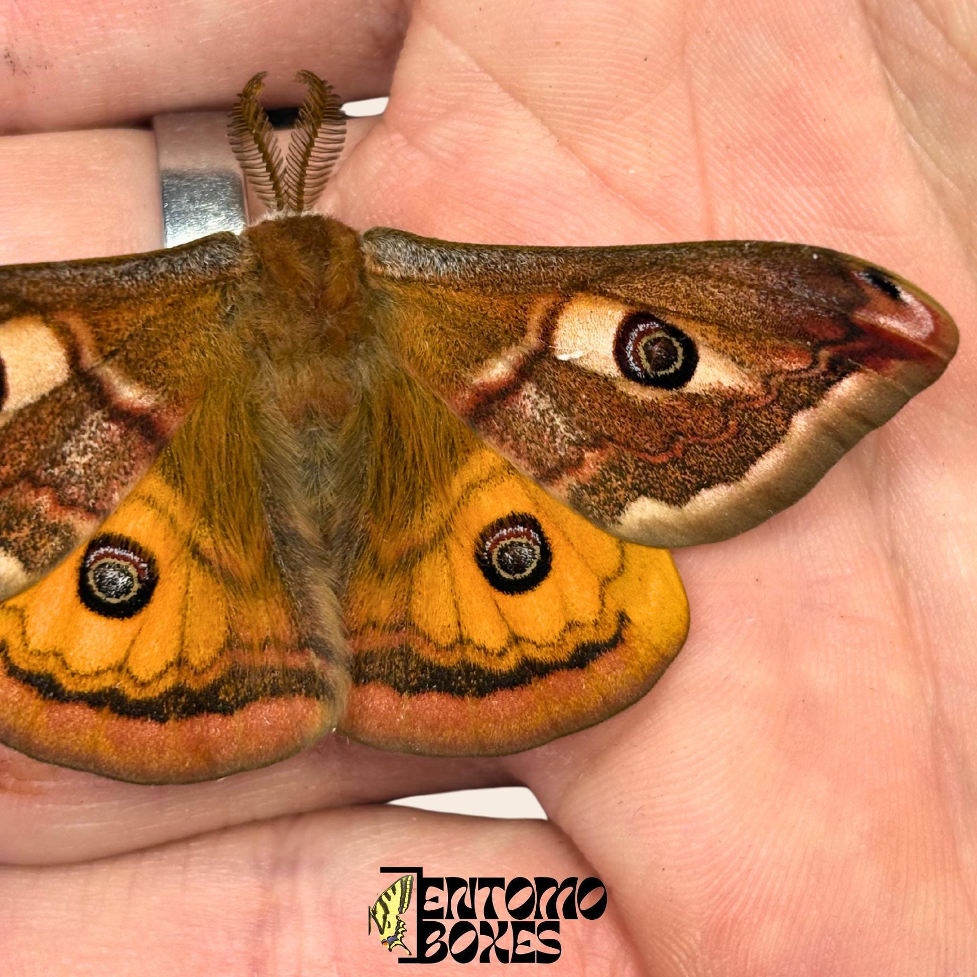saturnia pavonia Männchen Falter mit geöffneten Flügeln