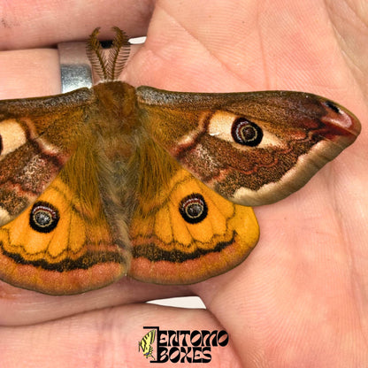 saturnia pavonia Männchen Falter mit geöffneten Flügeln