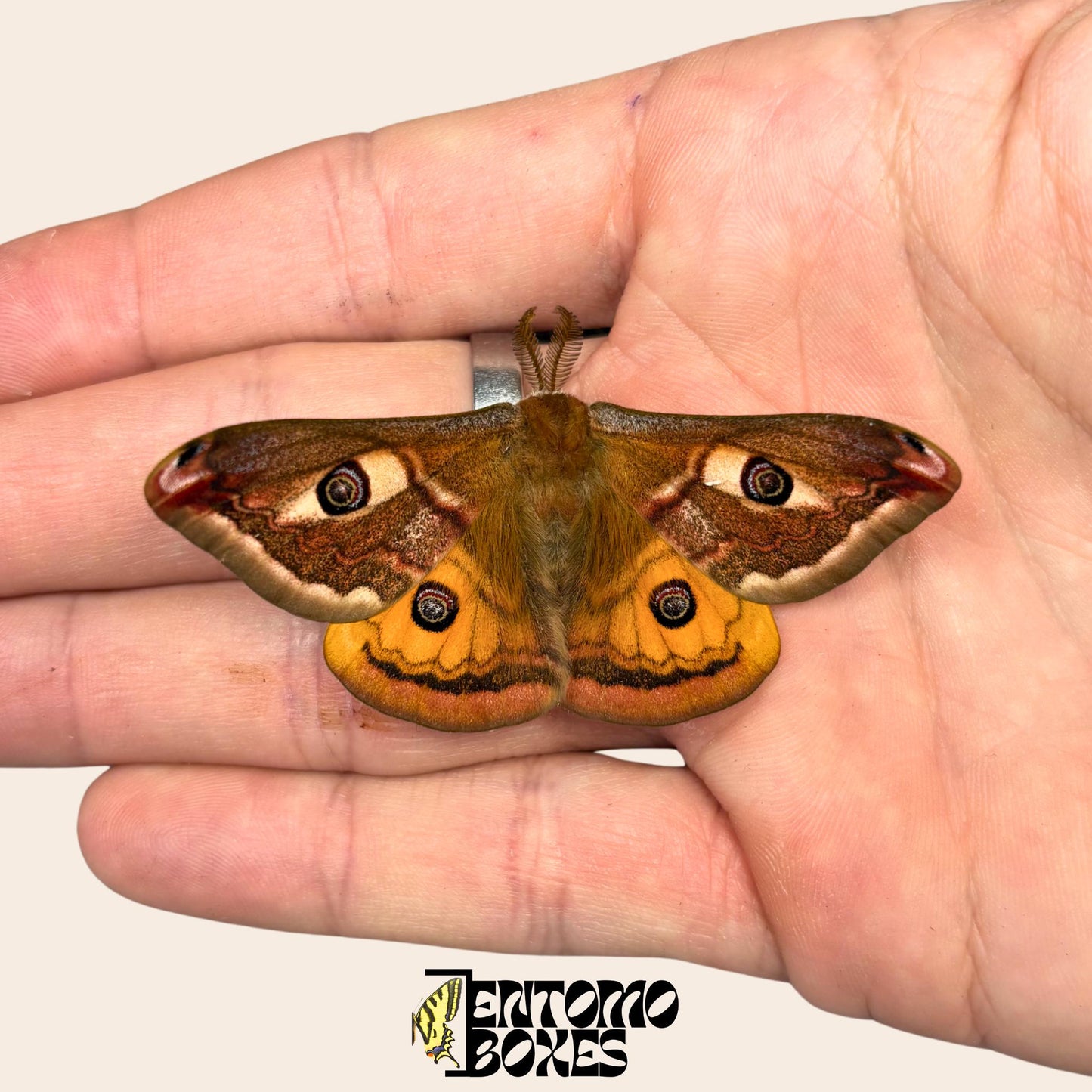 saturnia pavonia Männchen Falter mit geöffneten Flügeln