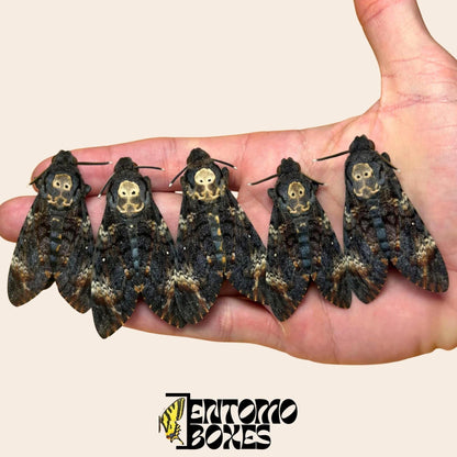 Acherontia atropos 5 Exemplare auf hand