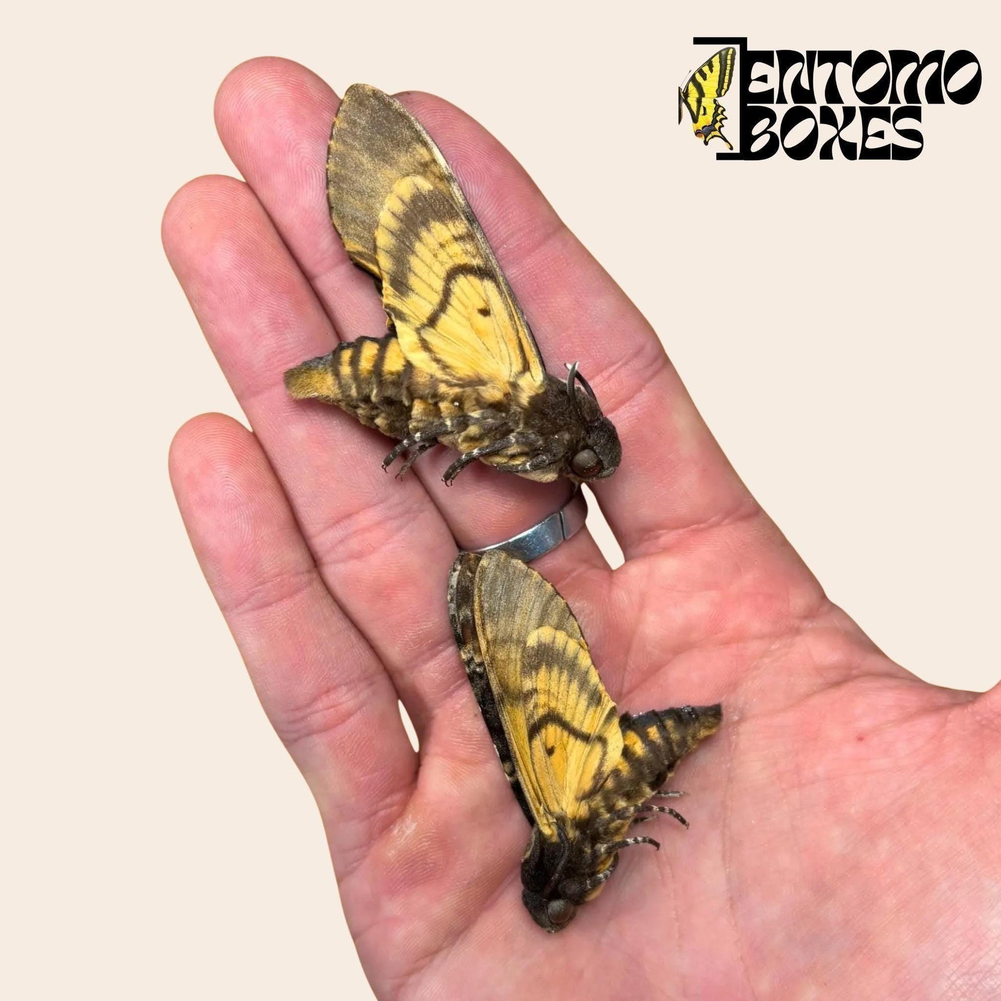 acherontia atropos mit geschlossenen Flügeln