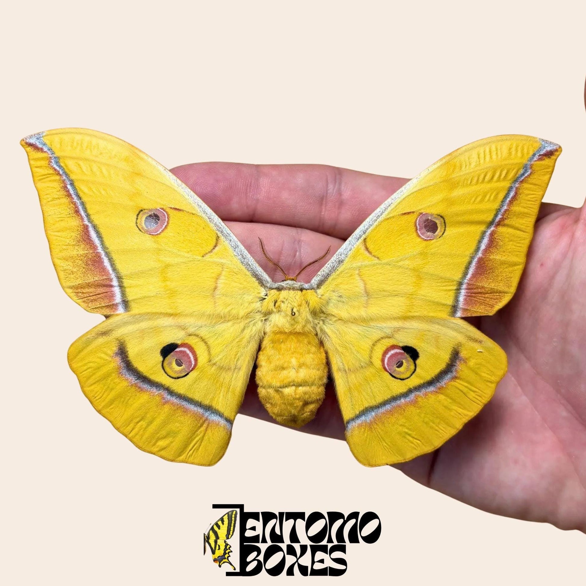 antheraea yamamai Gelb Weibchen mit geöffneten Flügeln