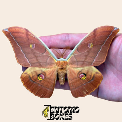antheraea yamamai Braun gespannt Männchen