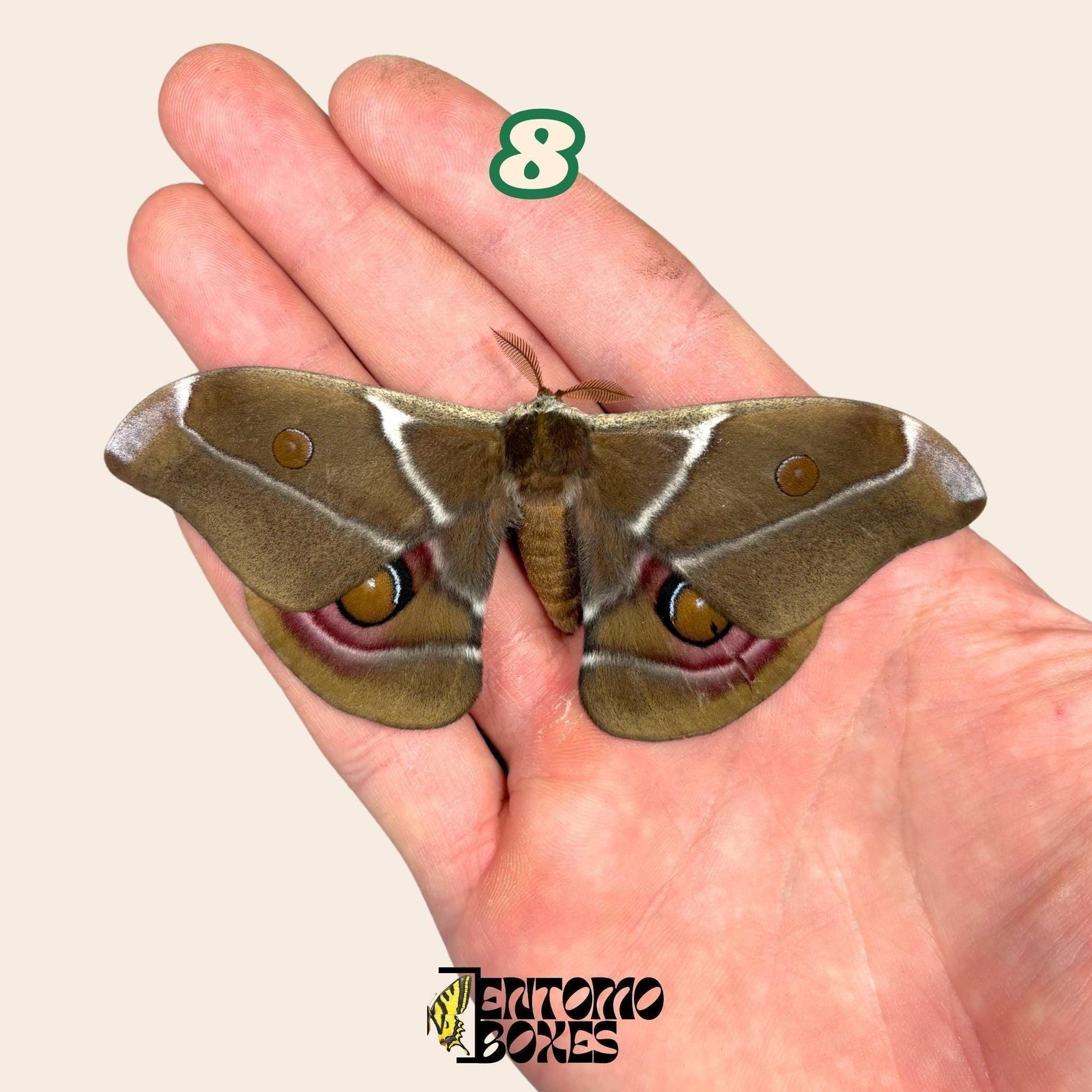 echter Antherina Suraka Falter Exemplar, Gespannt oder Ungespannt, Madagascar Seidenspinner, entomologische Vitrine, Taxidermie Insekt