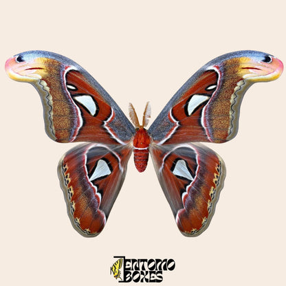 attacus atlas pinned male moth (etsy image id: 8037983659)