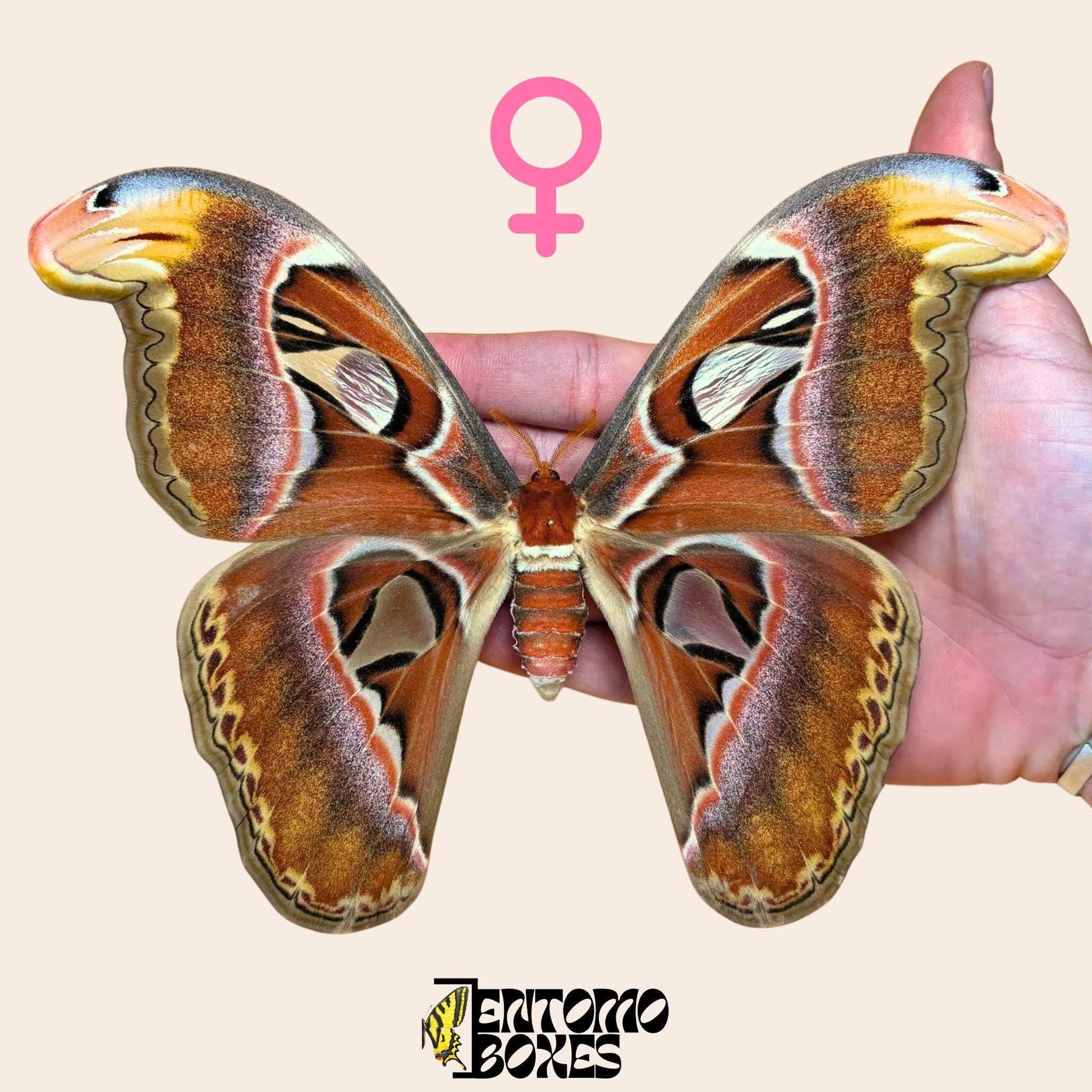 attacus atlas pinned female moth (etsy image id: 8037983729)