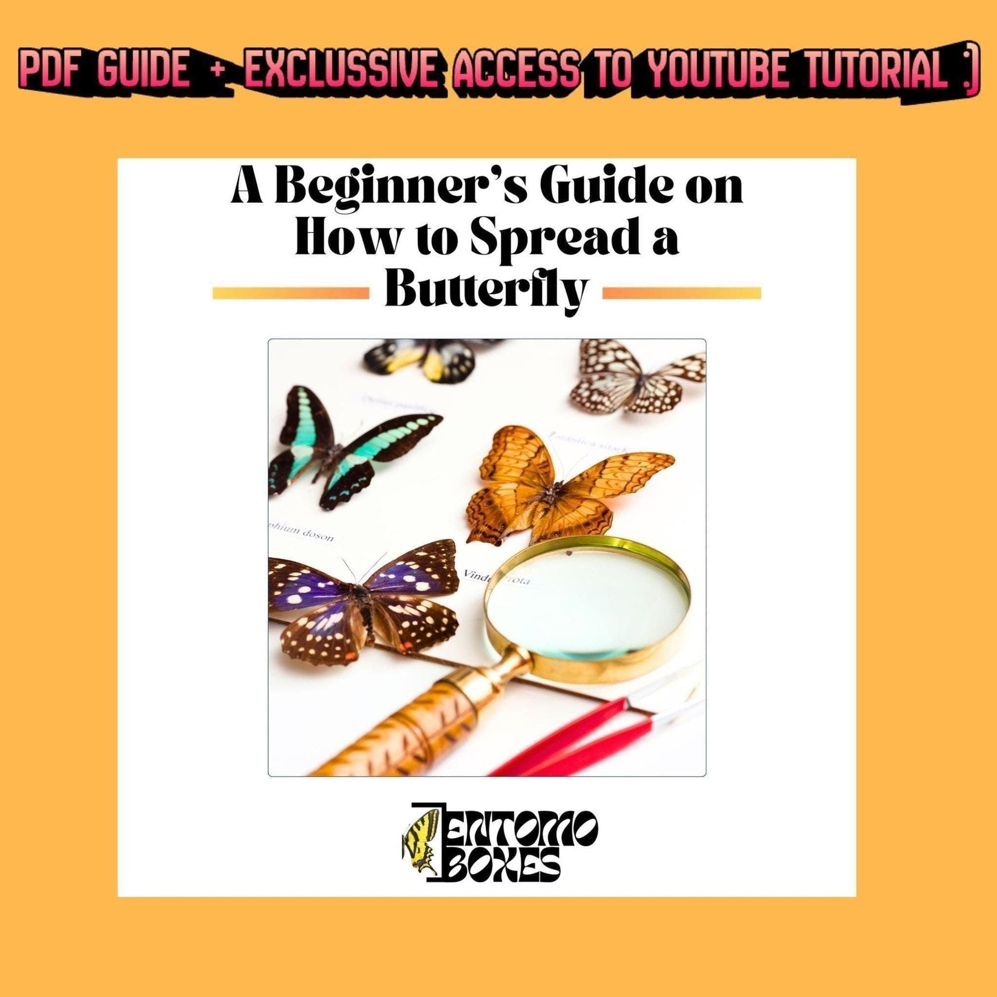 guide on how to pin a butterfly (etsy image id: 8039656555)