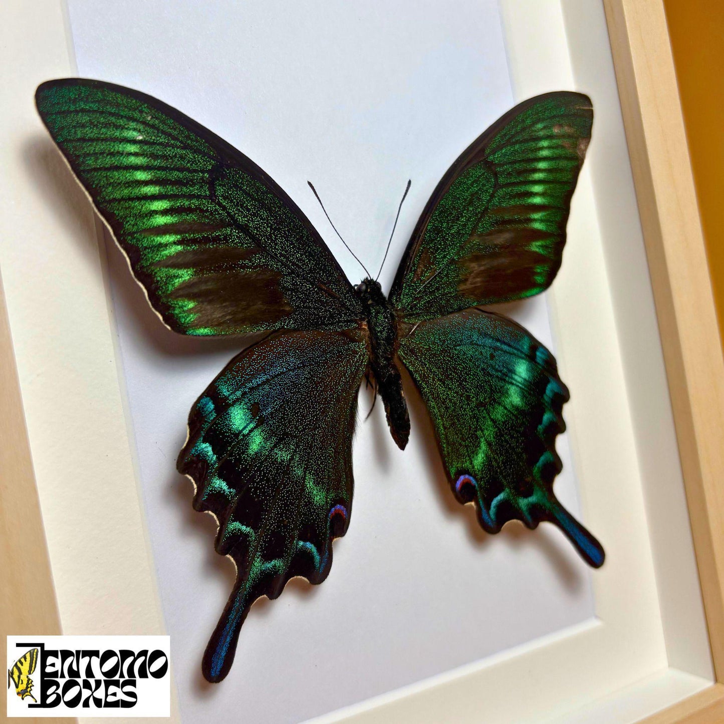 papilio maackii in light wood frame (etsy image id: 8040808661)