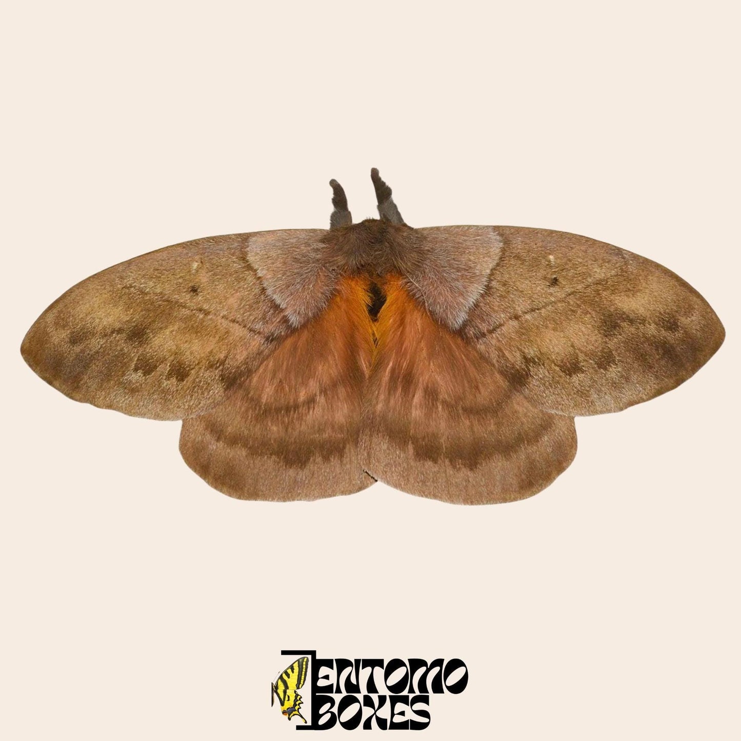 Periphoba rosacea male with opened wings (etsy image id: 8044949365)