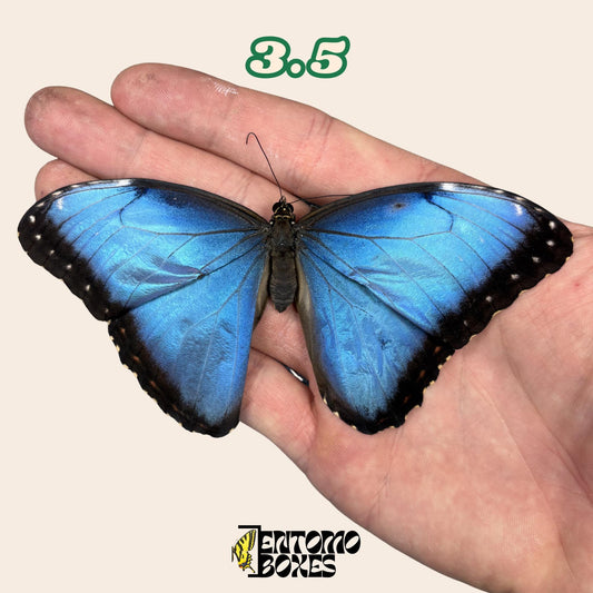 echter Blau Morpho Schmetterling: B-Qualität defektes Trockenexemplar für Taxidermie-Reparatur