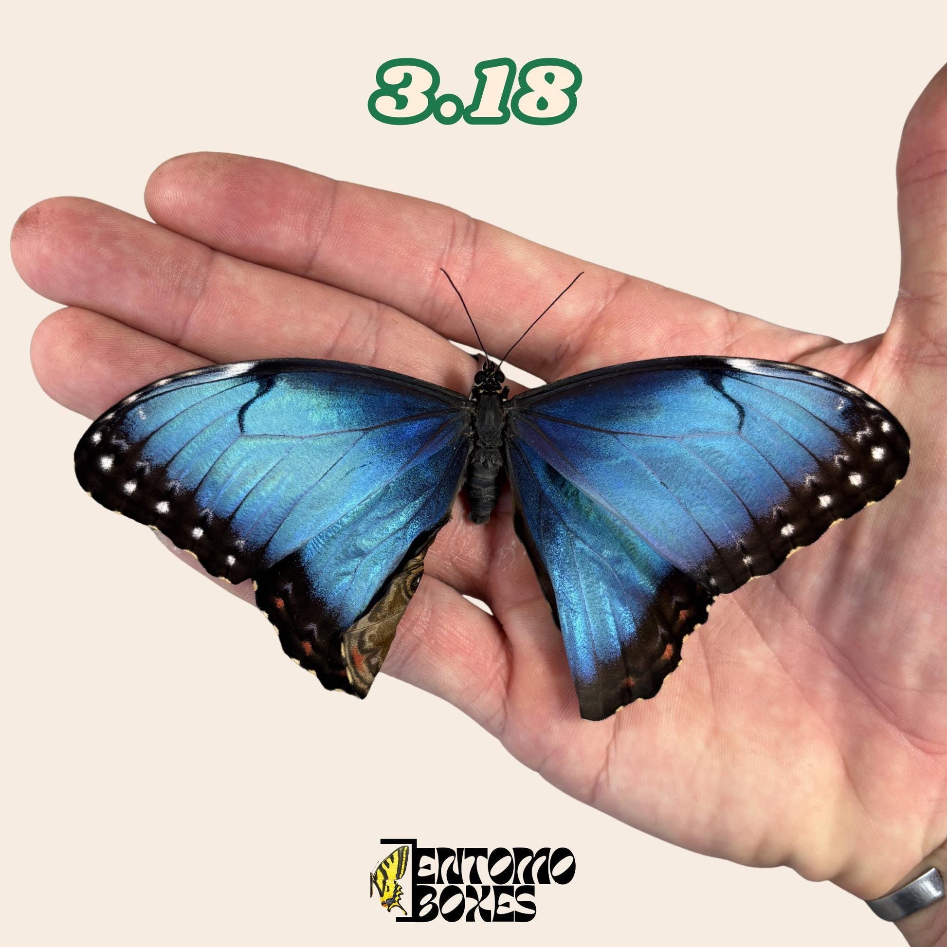 Real Blue Morpho Butterfly: B-Grade defected Dry Specimen for Taxidermy Repair (etsy image id: 8044950921)