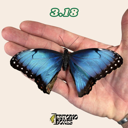 Real Blue Morpho Butterfly: B-Grade defected Dry Specimen for Taxidermy Repair (etsy image id: 8044950921)