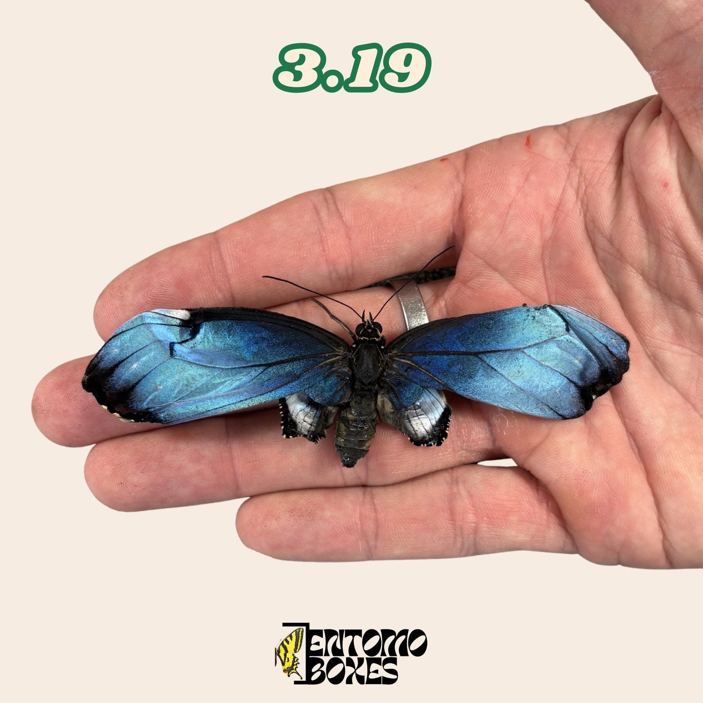 Real Blue Morpho Butterfly: B-Grade defected Dry Specimen for Taxidermy Repair (etsy image id: 8044950961)