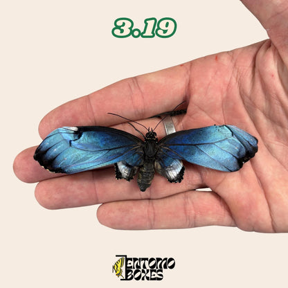 Real Blue Morpho Butterfly: B-Grade defected Dry Specimen for Taxidermy Repair (etsy image id: 8044950961)