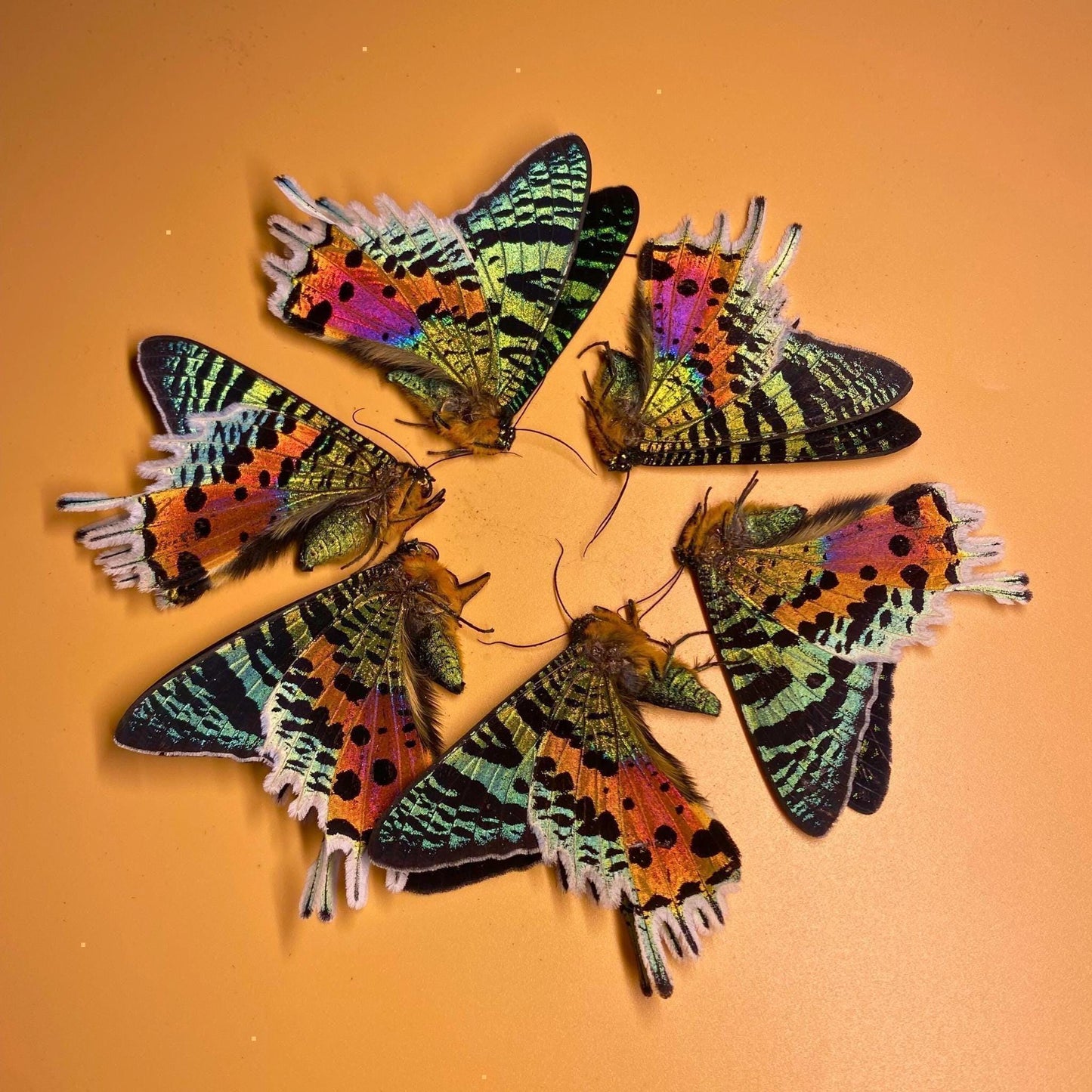 Urania ripheus Flügel