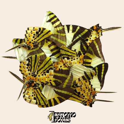 20 pcs echter Schmetterling Insekt Flügel für Art DIY Heimdekoration Taxidermie-Sammlung
