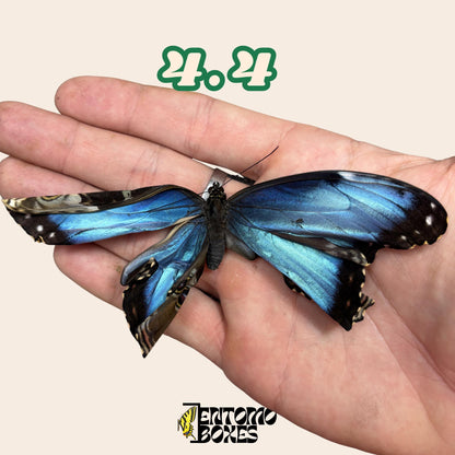 echter Blau Morpho Schmetterling: B-Qualität defektes Trockenexemplar für Taxidermie-Reparatur