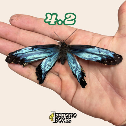 echter Blau Morpho Schmetterling: B-Qualität defektes Trockenexemplar für Taxidermie-Reparatur