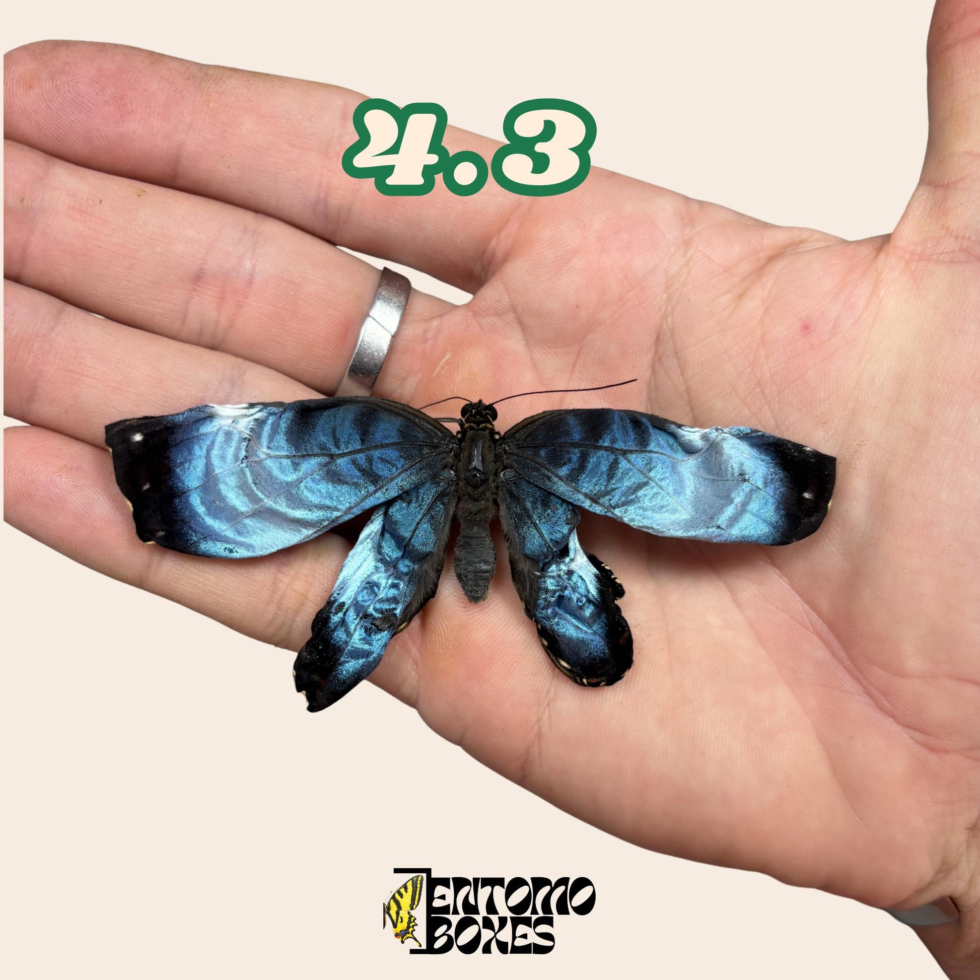 echter Blau Morpho Schmetterling: B-Qualität defektes Trockenexemplar für Taxidermie-Reparatur