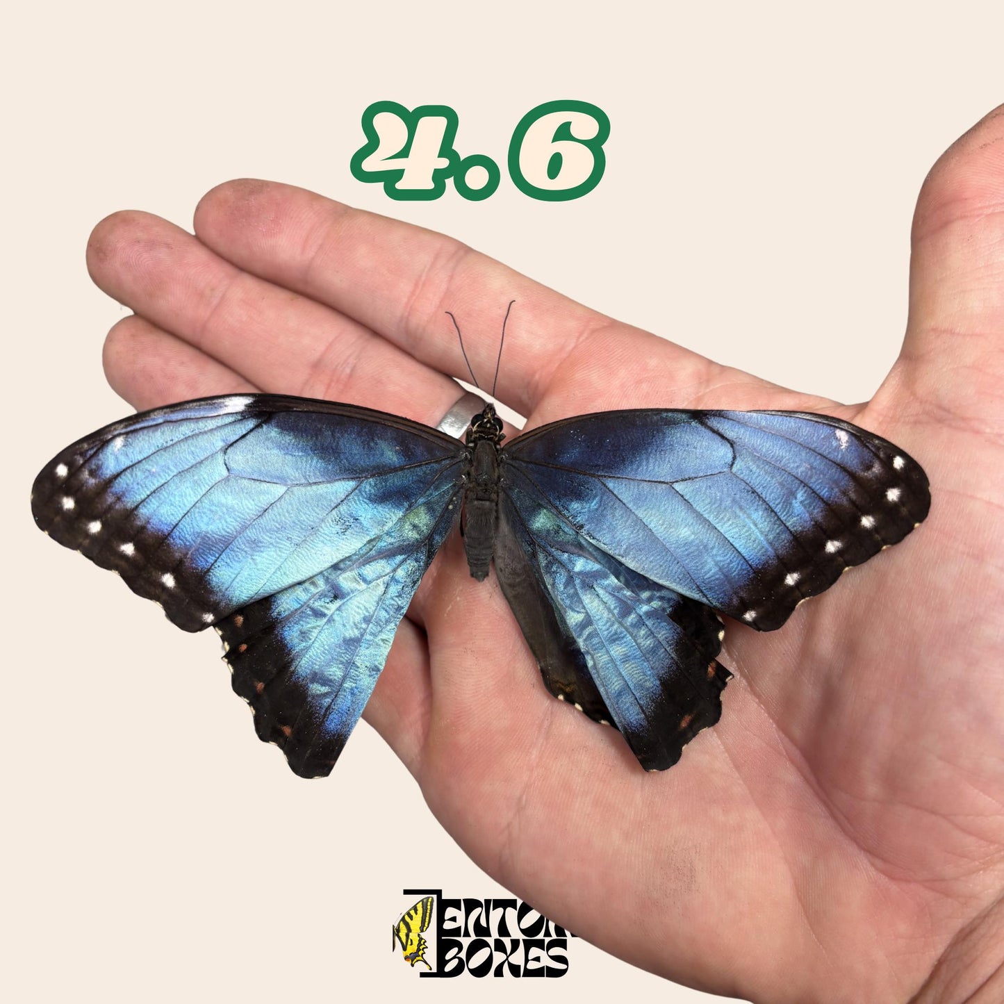 echter Blau Morpho Schmetterling: B-Qualität defektes Trockenexemplar für Taxidermie-Reparatur