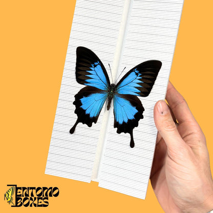 large butterfly pinning board with grid sticker (etsy image id: 8056429427)