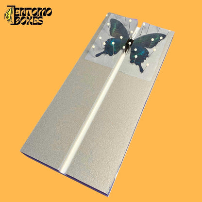papilio maackii on flat butterfly pinning board from entomoboxes (etsy image id: 8056429965)