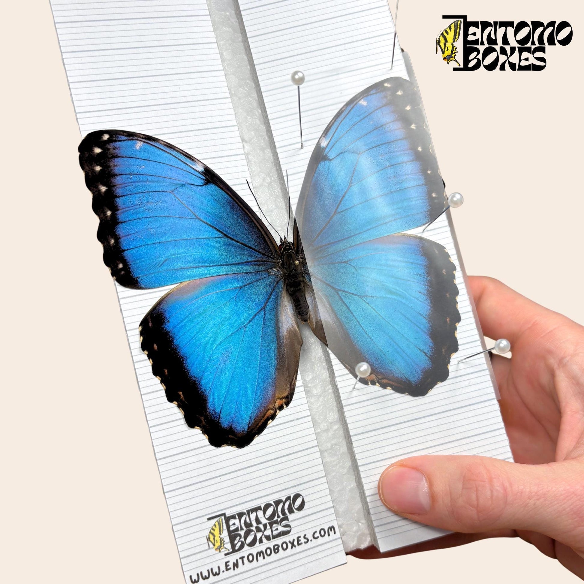 Entomologie-Aufspannnadeln