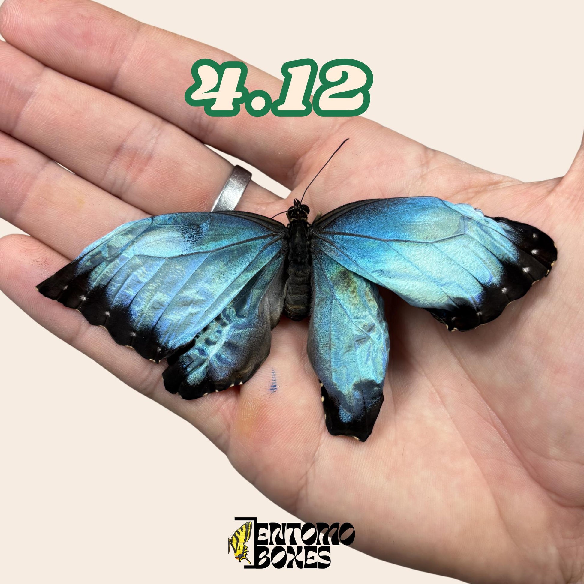 echter Blau Morpho Schmetterling: B-Qualität defektes Trockenexemplar für Taxidermie-Reparatur