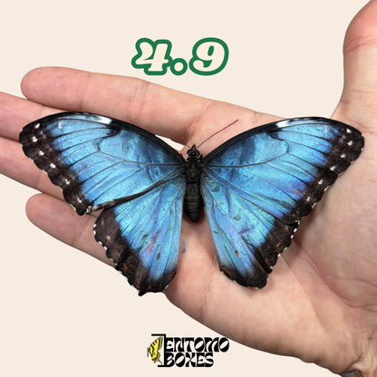 echter Blau Morpho Schmetterling: B-Qualität defektes Trockenexemplar für Taxidermie-Reparatur